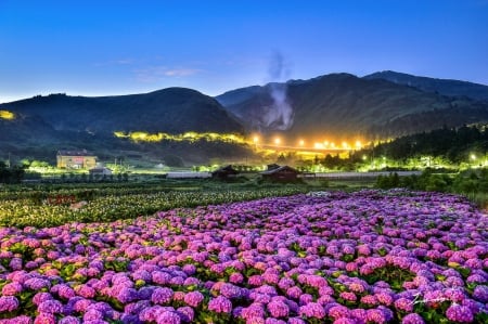 Hydrangea field yangmingshsn national park - Grass, Water, Mountain, Lake, Sky