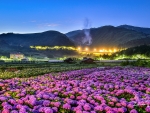 Hydrangea field yangmingshsn national park