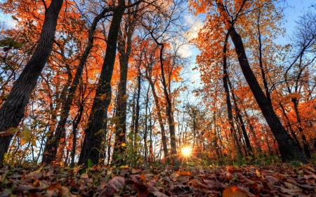 Autumn Sunset - trees, sunset, nature, scenery, autumn, forest, sky, leaves