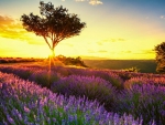 Sunset Over The Lavender Field