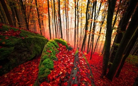 Autumn Forest - nature, autumn, fall, trees, forest, leaves, moss, foliage