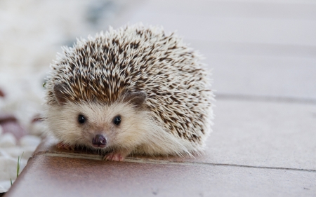 Hedgehog - white, arici, cute, hedgehog