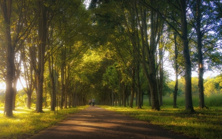 Linden Alley in Bavaria - trees, avenue, Germany, alley, linden