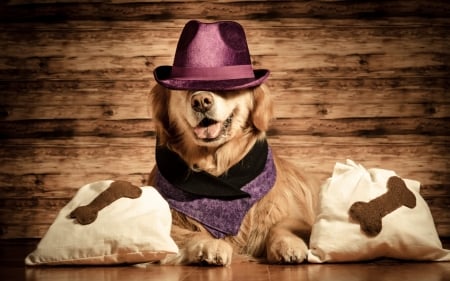 :) - paw, hat, golden retriever, funny, wood, caine, pink, dog, animal, cute