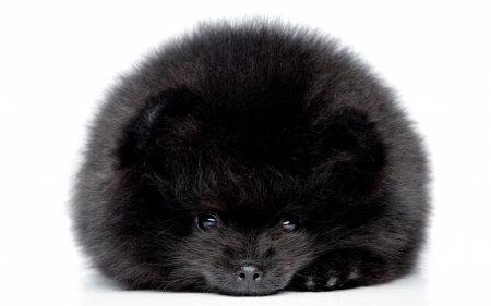 Puppy - puf, dog, fluffy, black, white, animal, funny, cute, caine, puppy