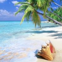 Tropical Beach