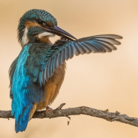 Kingfisher