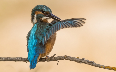 Kingfisher - bird, wing, blue, kingfisher, cute, pasare