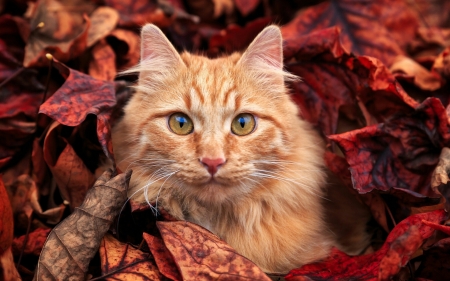 Cat - autumn, cat, red, animal, leaf, pisica, ginger