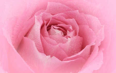 Rose - skin, summer, trandafir, flower, petals, pink, rose, texture, vara