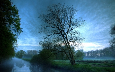 Misty Morning in the Nature - misty, trees, nature, morning, sky