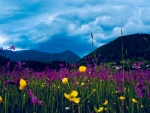 Spring Flowers Field