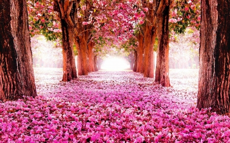 Countryside with Trees and Flower Carpet - nature, carpet, trees, alley, petals, flowering, spring