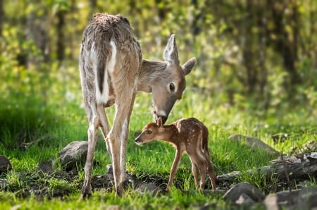 :) - animal, cute, baby, deer, green