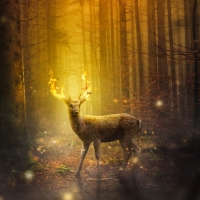 Magical deer