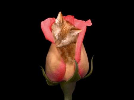 boobie rose - cat, rose, flower, kitten