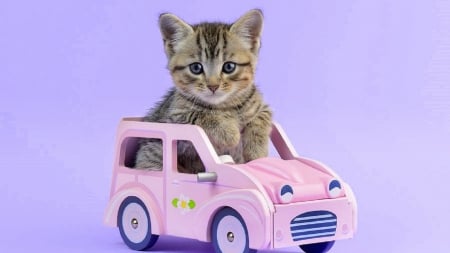 vroom vroom - animal, car, kitten, cat