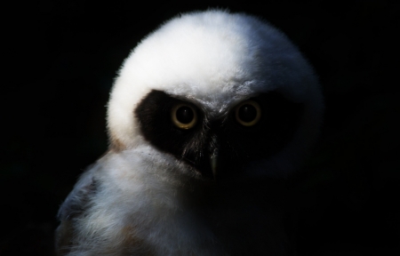 Owl - owl, bird, black, white, pasare, eyes, bufnita, baby