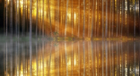 Trees - water, autumn, golden, reflection, tree