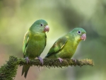 Parrots