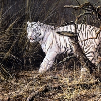 White tiger