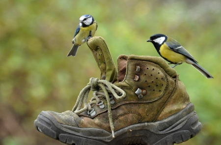 Blue Tits - blue tit, shoe, bird, pasare