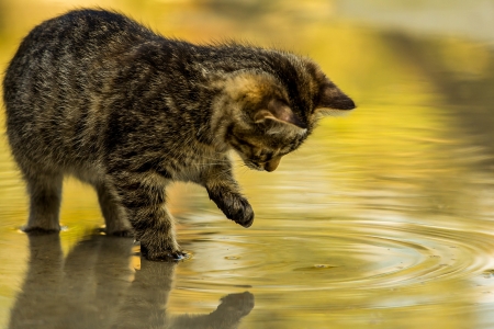 Kitten - paw, vara, cat, water, summer, pisica, kitten