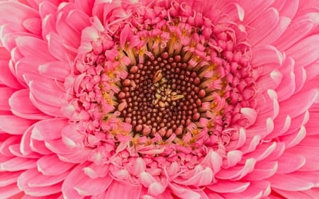 Gerbera - skin, petal, summer, macro, texture, flower, closeup, gerbera