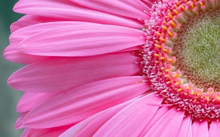 Gerbera - flower, texture, gerbera, macro, petal, skin