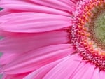 Gerbera