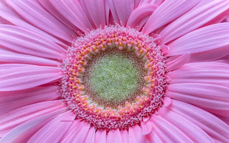 Gerbera - skin, macro, texture, flower, pink, gerbera