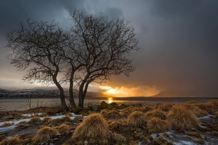 A sunset is the sunâ€™s fiery kiss to the night - tree, amazing, sunset, cloud