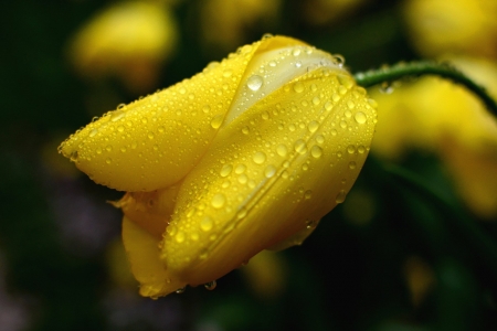 How lovely yellow is! It stands for the sun - tulips, flower, yellow, nature