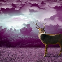 Deer In Purple