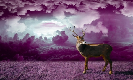 Deer In Purple - sky, purple, clouds, deer, grass