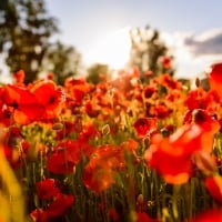 Poppy Field