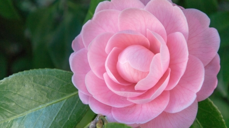 Pink Camelia - Firefox theme, summer, camelia, spring, fragrant, leaf, flower, pink