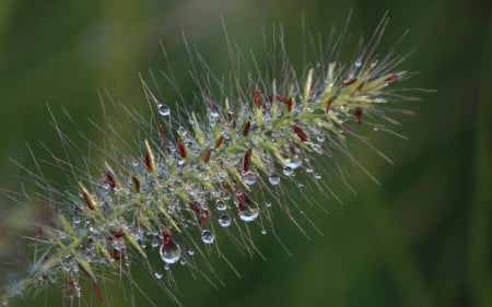 Dewdrops - morning, 1920x1200, close up, spiny