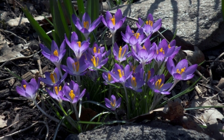 Crocuses - nature, crocuses, flowers, spring