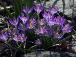 Crocuses