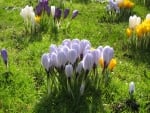 Crocuses