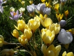 Crocuses