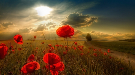 Sunlight Through The Poppies Field