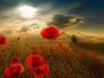 Sunlight Through The Poppies Field