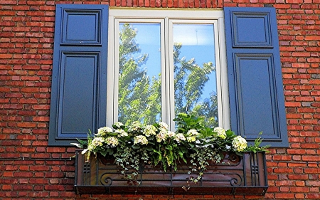 Window with Flowers - flowers, brick, window, reflection, glass