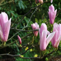 Magnolia