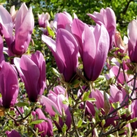 Magnolia