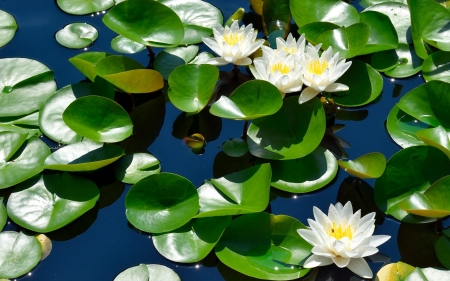 Waterlilies - waterlilies, water, summer, leaves