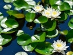 Waterlilies