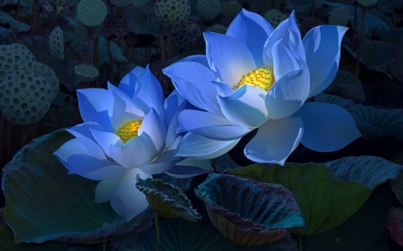 Blue lotuses